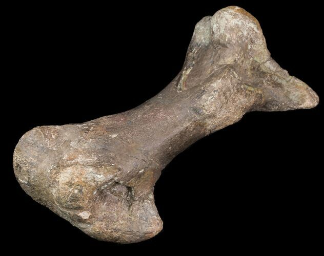 Hadrosaur Metatarsal - Two Medicine Formation, Montana #71694